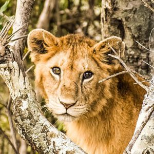 Wildlife