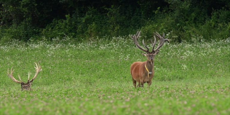 RedDeerStag